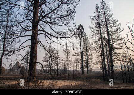 Désolation du Sheep Fire dans le comté de Lassen, en Californie du Nord, aux États-Unis. Banque D'Images