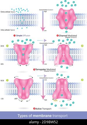 Vecteur de types de diffusion par transport membranaire, transport actif et passif, diffusion facilitée Illustration de Vecteur