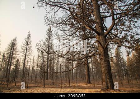 Désolation du Sheep Fire dans le comté de Lassen, en Californie du Nord, aux États-Unis. Banque D'Images