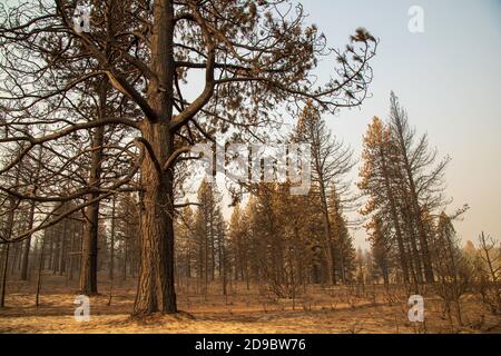 Désolation du feu de mouton dans le comté de Lassen, en Californie du Nord, États-Unis montrant une forêt de pins brûlés. Banque D'Images