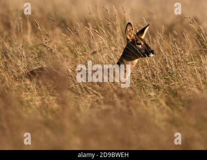 Une femelle de chevreuil (Capréolus capréolus) en plein soleil en début de soirée, Gloucestershire Banque D'Images