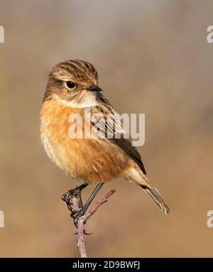 Femelle Stonechat (Saxicola rubicola), Oxfordshire Banque D'Images