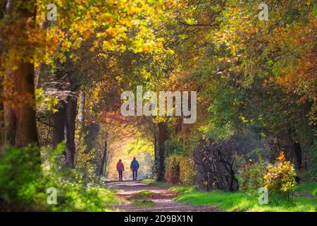 Sythen, Muensterland, Allemagne. 04e novembre 2020. Deux randonneurs apprécient leur promenade. Beau soleil automnal avec un ciel bleu et des températures douces font ressortir la couleur des feuilles et des herbes dans cette forêt de Sythen dans la campagne de Muensterland. Credit: Imagetraceur/Alamy Live News Banque D'Images