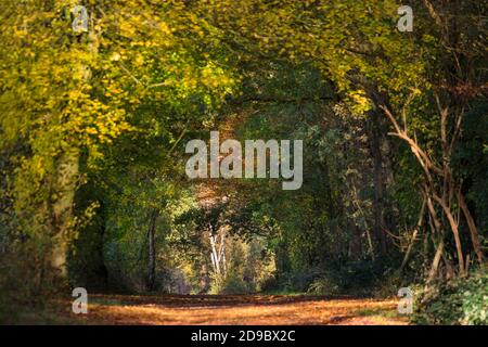 Sythen, Muensterland, Allemagne. 04e novembre 2020. Les arbres forment une structure presque semblable à une grotte sur ce sentier tranquille. Beau soleil automnal avec un ciel bleu et des températures douces font ressortir la couleur des feuilles et des herbes dans cette forêt de Sythen dans la campagne de Muensterland. Credit: Imagetraceur/Alamy Live News Banque D'Images