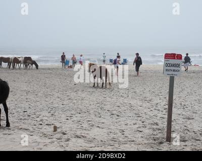 Assateague Island National Seashore Banque D'Images