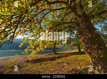 Un vieux arbre monumental sur le lac de Gramolazzo, un petit village de Garfagnana juste en dessous des Alpes Apuanes de Toscane Banque D'Images