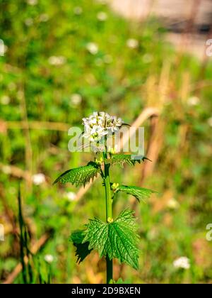 La moutarde à l'ail (Alliaria petiolata) grandit et fleurit au printemps Banque D'Images