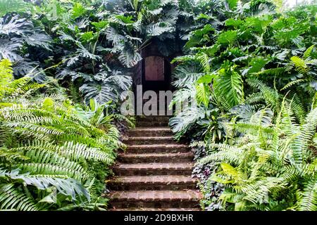 Portes secrètes avec des escaliers en pierre entourés de denses fougères et de feuilles vertes de la monstère (Monstera deliciosa), entrée cachée du bunker à fort Canning Banque D'Images