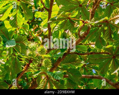 Châtaigne de cheval (Aesculus hippocastanum) - châtaigne de cheval avec épines sur le pelage, avec des feuilles éclairées par le soleil Banque D'Images