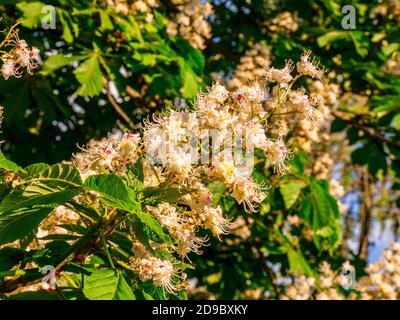 Châtaignier européen (Aesculus hippocastanum) - vue rapprochée de l'inflorescence Banque D'Images