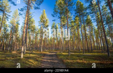 Forêt de taïga européenne éclaircie en croissance à l'esker glaciaire et en croissance de jeunes pins ( pinus sylvestris ) au printemps, en Finlande Banque D'Images