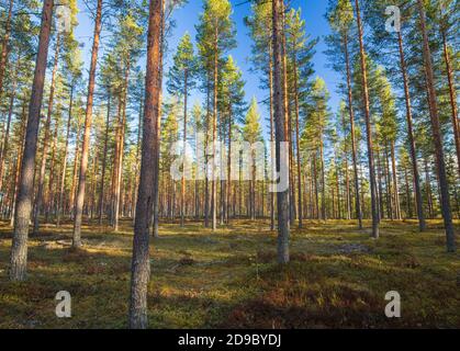 Forêt de taïga européenne éclaircie en croissance à l'esker glaciaire et en croissance de jeunes pins ( pinus sylvestris ) au printemps, en Finlande Banque D'Images