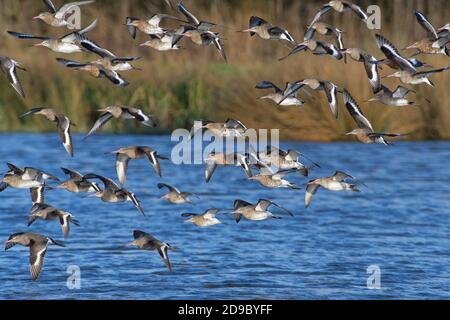 Le godwit à queue noire (Limosa limosa) vole bas au-dessus d'un lac peu profond, Gloucestershire, Royaume-Uni, février. Banque D'Images