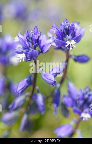 Craie Milkwort (Polygala calcarea) floraison de la souche sur la pente de la prairie de craie, Wiltshire, Royaume-Uni, avril. Banque D'Images