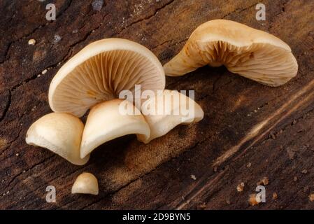 Champignons de l'oylivre (Crepidotus mollis) qui poussent sur une bûche pourrie, GWT Lower Woods Reserve, Gloucestershire, Royaume-Uni, septembre. Banque D'Images