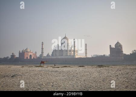 Agra, Inde, janvier 2009.vue générale du Taj Mahal depuis l'autre rive de la rivière Yamuna. Banque D'Images