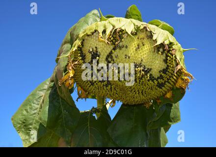 Endommagé par les oiseaux la tête de tournesol est un signe pour protéger la récolte de tournesol contre les insectes nuisibles des oiseaux, les moineaux de maison de manger des graines de tournesol. Banque D'Images