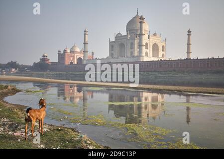 Agra, Inde, janvier 2009. Vue générale du Taj Mahal et de sa réflexion dans l'eau sur l'autre rive de la rivière Yamuna. Banque D'Images