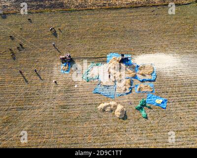 Vue aérienne des agriculteurs récoltant du blé. Récolte de blé en été. Turc connu sous le nom de « harman yeri » Banque D'Images