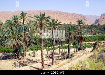 La palmeraie date à El Kantara près de Biskra, en Algérie Banque D'Images