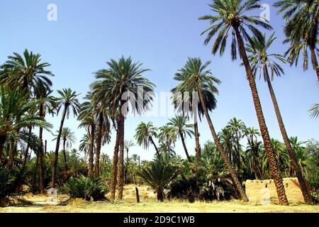 La palmeraie date à El Kantara près de Biskra, en Algérie Banque D'Images