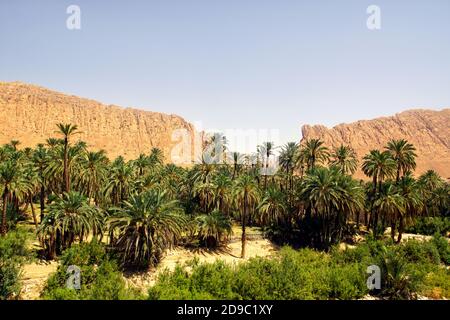 La palmeraie date à El Kantara près de Biskra, en Algérie Banque D'Images