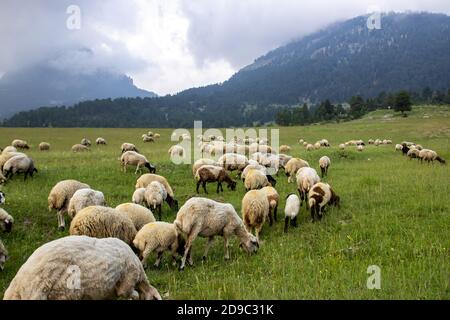 Paysage pente d'une montagne et troupeau de moutons sur un pré par jour nuageux Banque D'Images