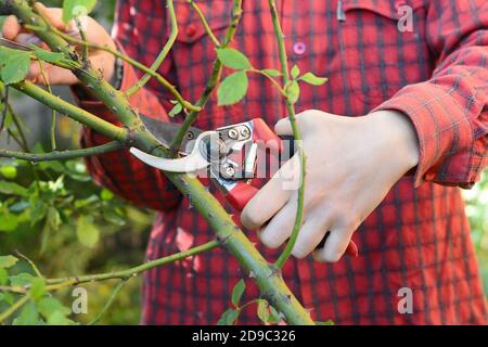 Jardinier pruner grimpant rosier buisson. Élagage de roses : rosiers grimpants. Banque D'Images