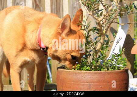 Jolie petite fille de chiot Malinois dans un jardin au soleil. Chien aux cheveux courts et brun clair. Banque D'Images