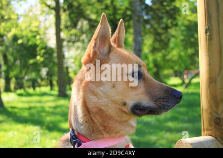 Jolie petite fille de chiot Malinois dans un jardin au soleil. Chien aux cheveux courts et brun clair. Banque D'Images