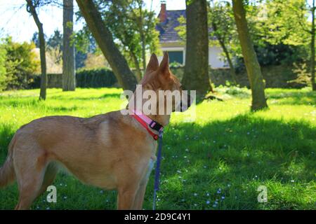 Jolie petite fille de chiot Malinois dans un jardin au soleil. Chien aux cheveux courts et brun clair. Banque D'Images