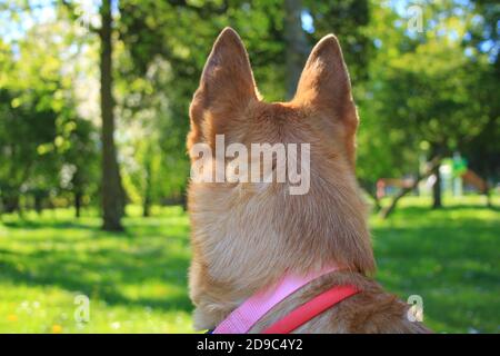 Jolie petite fille de chiot Malinois dans un jardin au soleil. Chien aux cheveux courts et brun clair. Banque D'Images