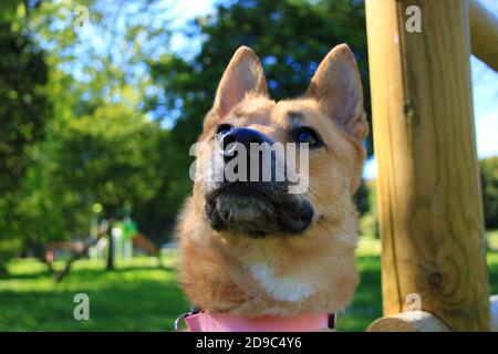 Jolie petite fille de chiot Malinois dans un jardin au soleil. Chien aux cheveux courts et brun clair. Banque D'Images