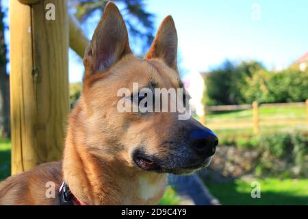 Jolie petite fille de chiot Malinois dans un jardin au soleil. Chien aux cheveux courts et brun clair. Banque D'Images