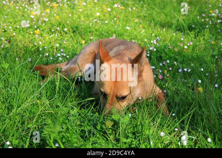 Jolie petite fille de chiot Malinois dans un jardin au soleil. Chien aux cheveux courts et brun clair. Banque D'Images