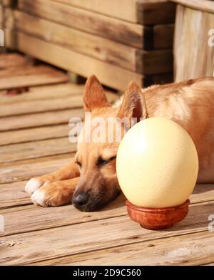 Jolie petite fille de chiot Malinois dans un jardin au soleil. Chien aux cheveux courts et brun clair. Banque D'Images