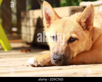 Jolie petite fille de chiot Malinois dans un jardin au soleil. Chien aux cheveux courts et brun clair. Banque D'Images