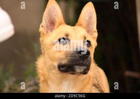 Jolie petite fille de chiot Malinois dans un jardin au soleil. Chien aux cheveux courts et brun clair. Banque D'Images