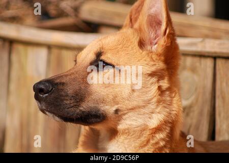 Jolie petite fille de chiot Malinois dans un jardin au soleil. Chien aux cheveux courts et brun clair. Banque D'Images