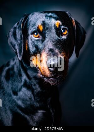 Portrait Doberman Banque D'Images