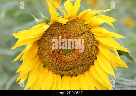 Flou d'une fleur de tournesol à un champ avec un visage smiley sculpté Banque D'Images