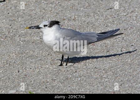 Cabot's Tern (Thalasseus sandvicensis acuflavidus), plumage d'hiver adulte sur la plage de Sanibel Island, Floride Février Banque D'Images