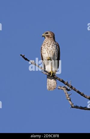 Buse à épaulettes (Buteo lineatus) immature perchée sur la branche morte Sanibel Island, Floride Février Banque D'Images