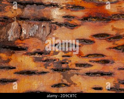 La texture de la face interne de l'écorce de l'arbre. Banque D'Images
