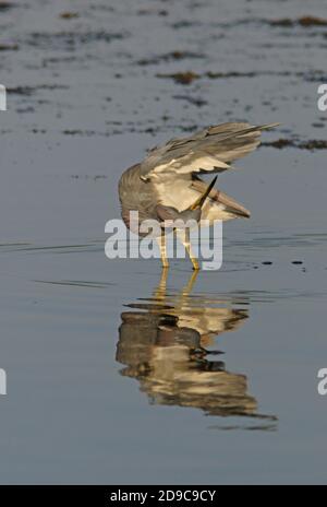 Heron tricolore (Egretta tricolor) adulte dans les eaux peu profondes préentant sous l'aile Sanibel Island, Floride Février Banque D'Images