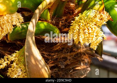 Nouvelles inflorescences d'un palmier pygmée Banque D'Images