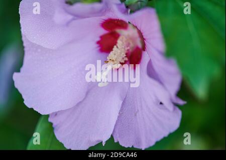 photo macro d'une fleur de mérelle violette Banque D'Images