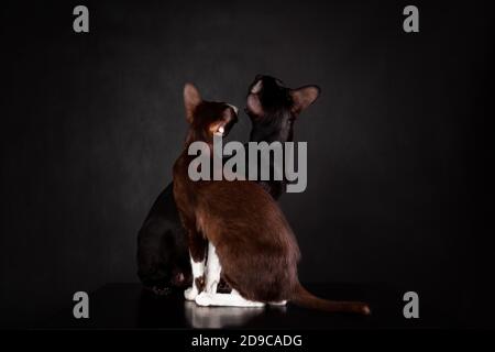 Vue arrière de deux chats orientaux de race noire et les couleurs marron sont proches les unes des autres sur fond noir Banque D'Images