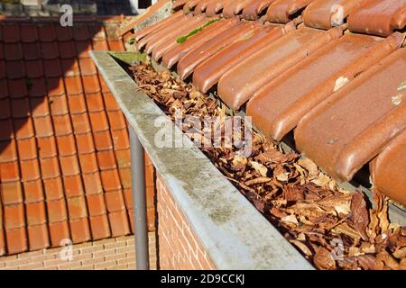 Gouttière de toit en zinc pleine de feuilles d'automne sous tuiles verglacées rouges, tuiles du nord. Pays-Bas, novembre Banque D'Images