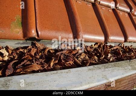 Gouttière de toit en zinc pleine de feuilles d'automne sous tuiles verglacées rouges, tuiles du nord. Pays-Bas, novembre Banque D'Images